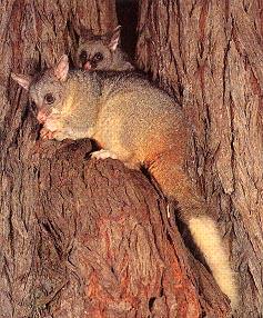 Bush Tail Possum